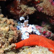 #CoralReef
