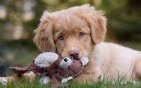 Camera Records Your Dog’s Perspective, Emotions
