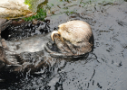 Monterey Bay Aquarium: Otters, jellies, robot -- oh my! (pictures)