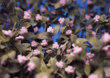 Tiptoe through the plastic-camera tulips