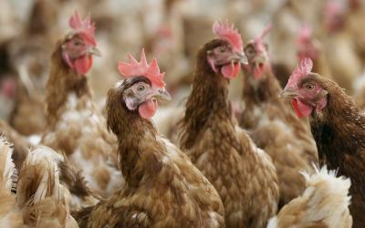 Let people choose humane conditions