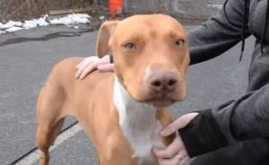 Peanut, a 1-year-old dog, was piked up by Faithful Friends Animal Society after neighborhood kids injected her with cocaine in Philadelphia on March 8, 2018. Peanut is now recovering. *** Local Caption *** https://www.facebook.com/ffasdelaware/videos/1766985003363346/