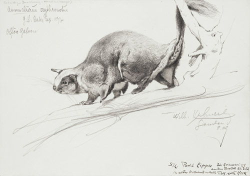 "Dornschwanzhoernchen" von Wilhelm Kuhnert angeboten von Kunkel Fine Arts