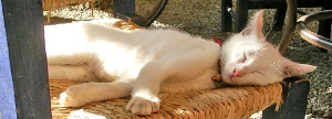 sommerpause1
