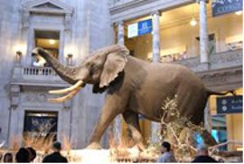 Elephant
