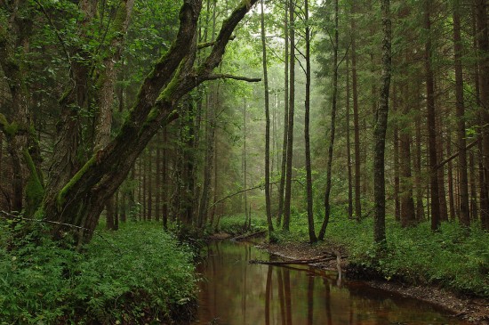 wald