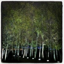 Wald