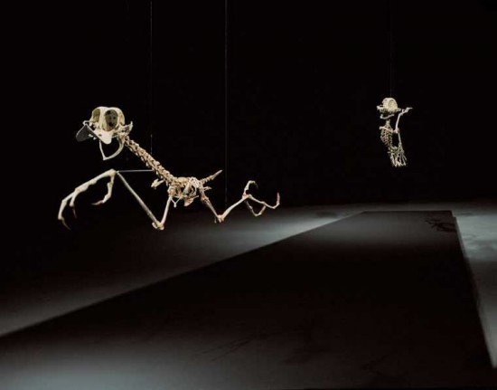 coyote-road-runner-cartoon-skeletons-Hyungkoo-Leejpg