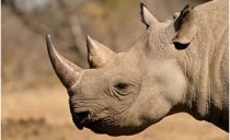 moor_Rhino01