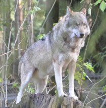 Europäischer Grauwolf (wikimedia commons)