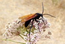 Pepsis formosa (wikimedia commons)