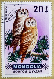 owl stamp_z