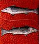 fisch_wiki