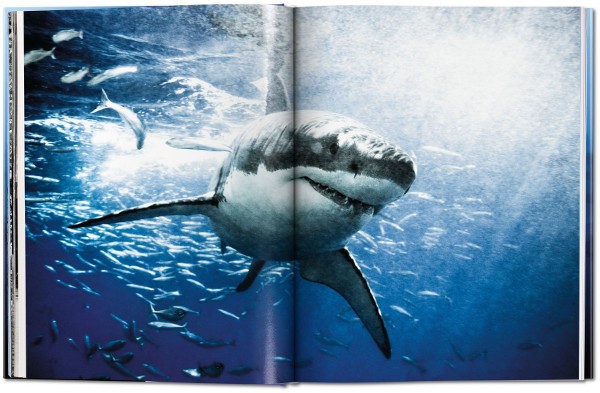 sharks_fo_gb_open_0Mueller_Haie
