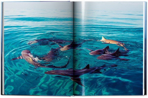 sharks_fo_gb_open_mueller_haie