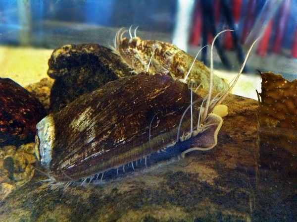 Schnecke