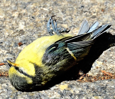 vogel