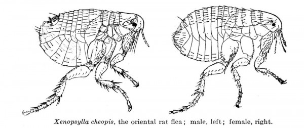 XenopsyllaCheopisHerms