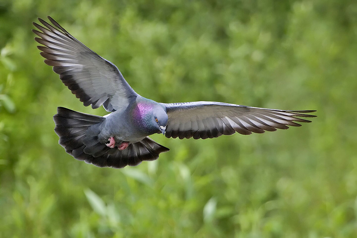 1200px-rock_dove_-_natures_pics