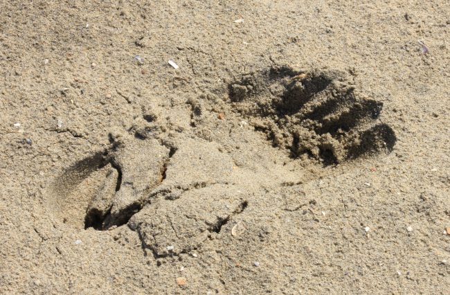 heel-strike-on-sand-footprint-barefoot-running-university
