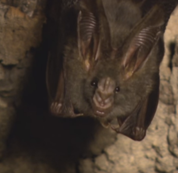 fledermaus