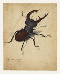 Albrecht Dürer (German, 1471 - 1528), Stag Beetle, German, 1505, Watercolor and gouache; upper left corner of paper added, with tip of left antenna painted in by a later hand, 14.1 x 11.4 cm (5 9/16 x 4 1/2 in.), 83.GC.214. 