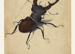 Albrecht Dürer (German, 1471 - 1528), Stag Beetle, German, 1505, Watercolor and gouache; upper left corner of paper added, with tip of left antenna painted in by a later hand, 14.1 x 11.4 cm (5 9/16 x 4 1/2 in.), 83.GC.214.