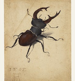 Albrecht Dürer (German, 1471 - 1528), Stag Beetle, German, 1505, Watercolor and gouache; upper left corner of paper added, with tip of left antenna painted in by a later hand, 14.1 x 11.4 cm (5 9/16 x 4 1/2 in.), 83.GC.214.