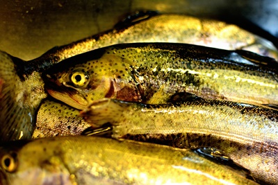 fische