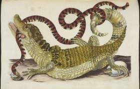 [Surinam caiman (probably Paleosuchus palpebrosus) biting South American false coral snake (Anilius scytale)] [Maria Sybilla Meriaen Over de voortteeling en wonderbaerlyke veranderingen der Surinaemsche insecten] , Transfer engraving, hand-colored , 1719 , Merian, Maria Sibylla, 1647-1717 Sluyter, Peter, 1645-1722