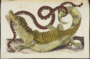 [Surinam caiman (probably Paleosuchus palpebrosus) biting South American false coral snake (Anilius scytale)] [Maria Sybilla Meriaen Over de voortteeling en wonderbaerlyke veranderingen der Surinaemsche insecten] , Transfer engraving, hand-colored , 1719 , Merian, Maria Sibylla, 1647-1717 Sluyter, Peter, 1645-1722