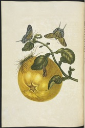 [Pomelo or shaddock (Citrus maxima) with metamorphosis of moth (Urania leilus)] [Maria Sybilla Meriaen Over de voortteeling en wonderbaerlyke veranderingen der Surinaemsche insecten] , Transfer engraving, hand-colored , 1719 , Merian, Maria Sibylla, 1647-1717 Mulder, Joseph, b. 1659 or 60