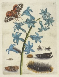 Hyacinth [De Europische insecten] , Engraving, hand-colored , 1730 , Merian, Maria Sibylla, 1647-1717 