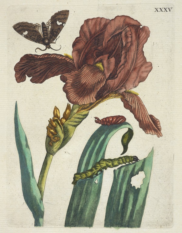 Irias [De Europische insecten] , Engraving, hand-colored , 1730 , Merian, Maria Sibylla, 1647-1717