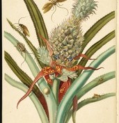 [Pineapple (Ananas comosus) with Australian cockroaches (Periplaneta australasiae) and German cockroaches (Blatella germanica)] [Maria Sybilla Meriaen Over de voortteeling en wonderbaerlyke veranderingen der Surinaemsche insecten] , Transfer engraving, hand-colored , 1719 , Merian, Maria Sibylla, 1647-1717 Mulder, Joseph, b. 1659 or 60