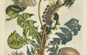 Paardebloem [De Europische insecten] , Transfer print, hand-colored , 1730 , Merian, Maria Sibylla, 1647-1717