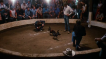 cock 40928196
