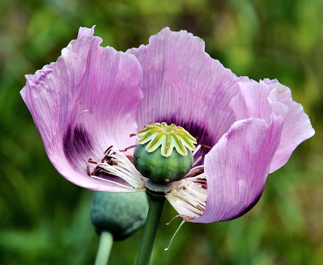 mohn
