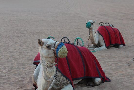 aaaaaaah-beautiful-camels