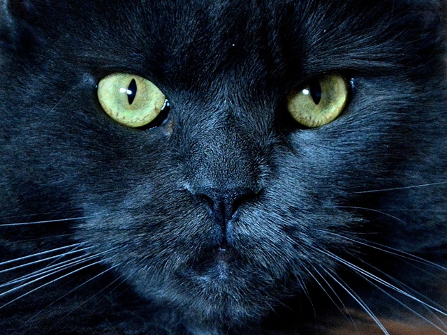 katze