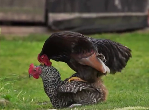 huhn