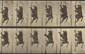 Eadweard J. Muybridge, photographer (American, born England, 1830 - 1904), Animal Locomotion, American, 1887, Collotype, 20.8 x 34.6 cm (8 3/16 x 13 5/8 in.), 84.XM.628.12.