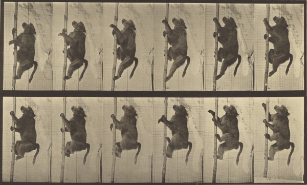 Eadweard J. Muybridge, photographer (American, born England, 1830 - 1904), Animal Locomotion, American, 1887, Collotype, 20.8 x 34.6 cm (8 3/16 x 13 5/8 in.), 84.XM.628.12.