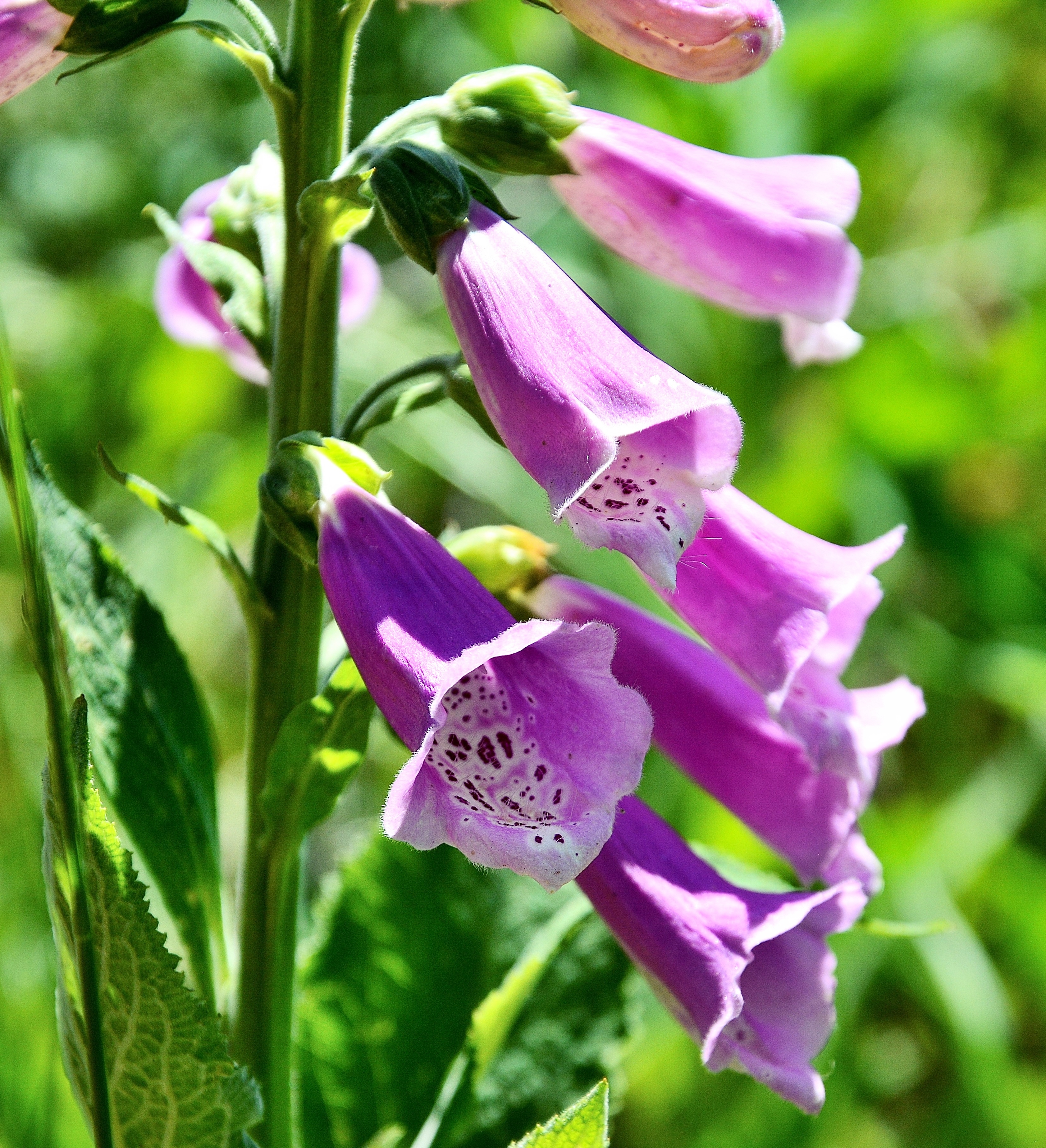 digitalis2