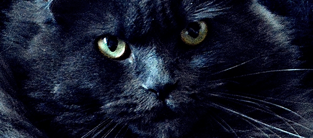 katze1
