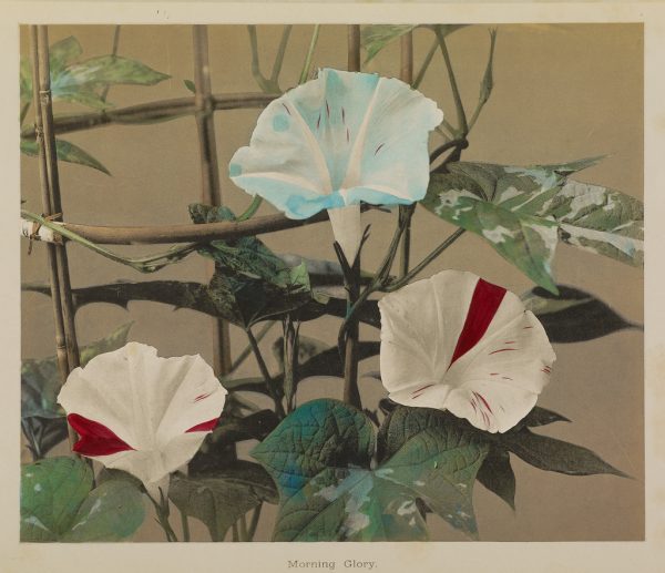 Kazumasa Ogawa, photographer (Japanese, 1860 - 1929), Morning Glory, Japanese, 1896, Hand-colored collotype, 22.1 × 26.4 cm (8 11/16 × 10 3/8 in.), 84.XB.759.6.2.