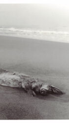 Sibylle Feucht : Tirrenia