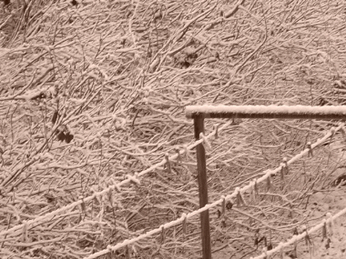 snowy