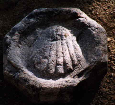 shell