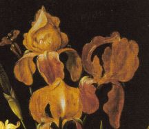 iris1